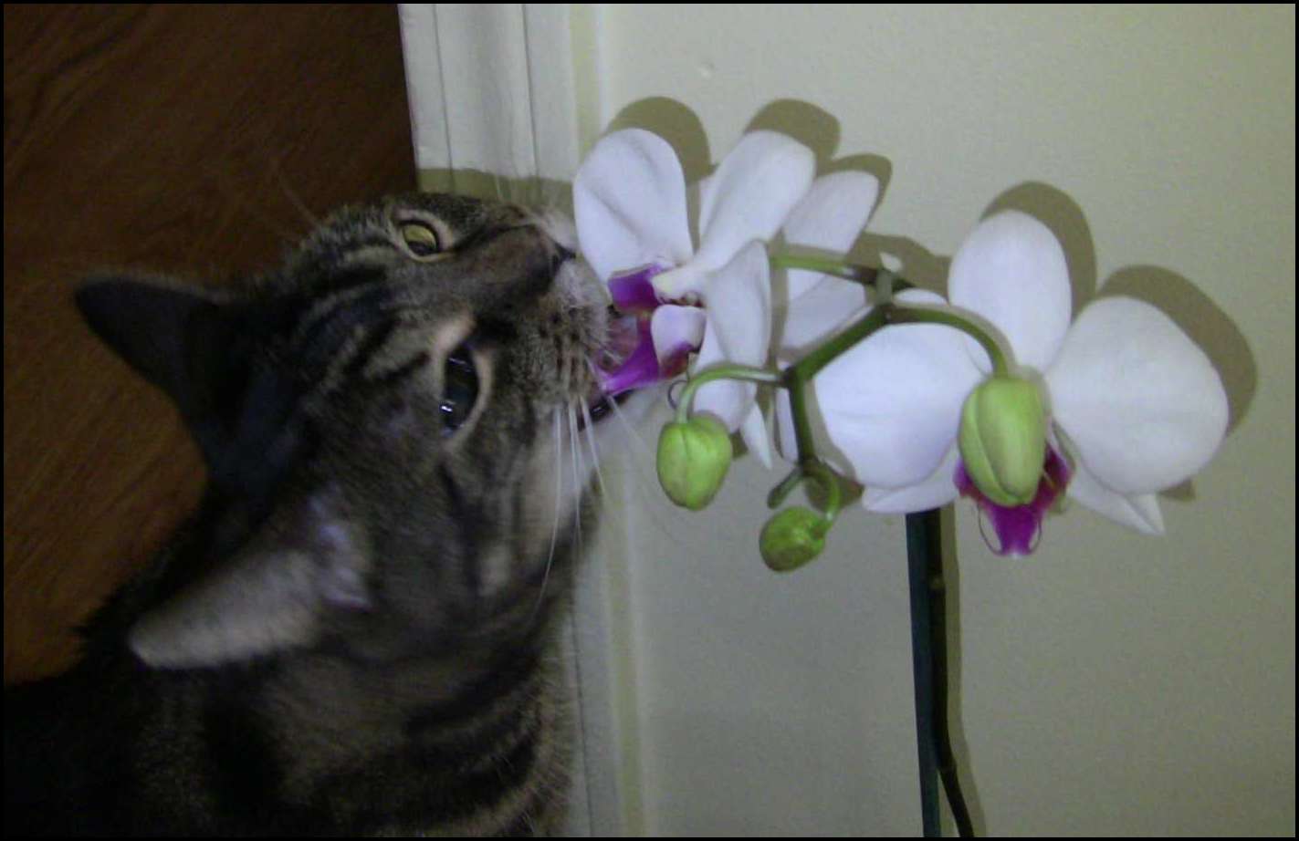 Are Orchids Poisonous To Cats