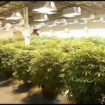 Best Way To Grow Cannabis Indoors
