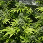 How To Grow A Weed Plant
