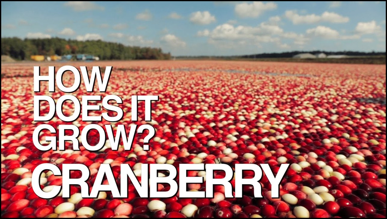 How To Grow Cranberries