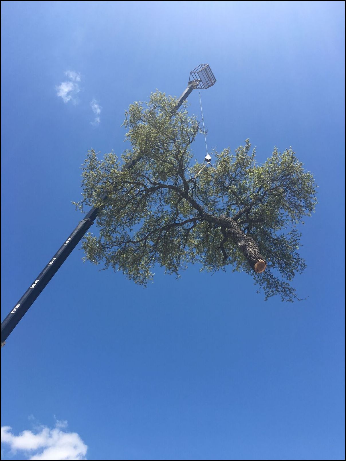 Tree Service Weatherford Tx