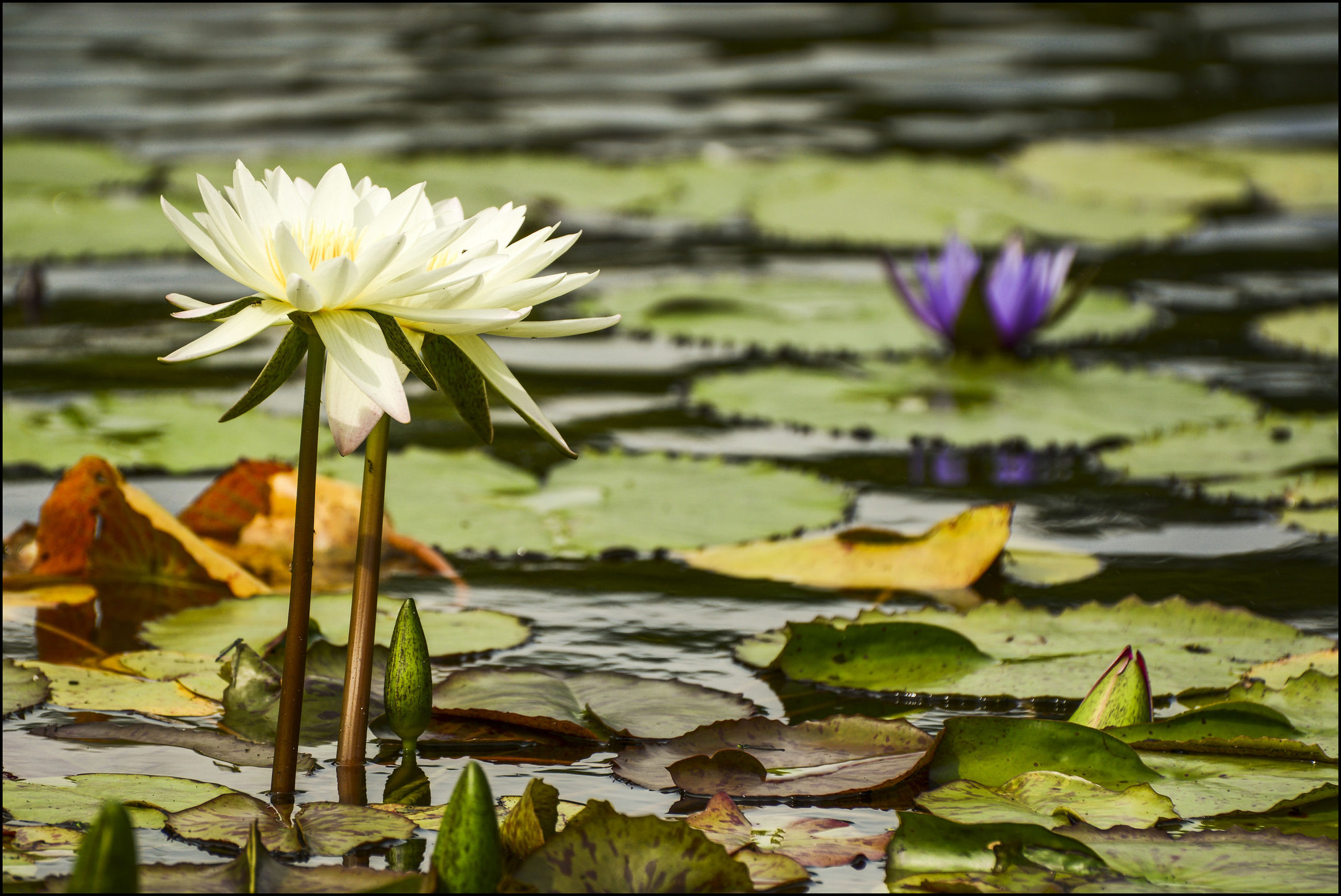 Water Lily Vs Lotus
