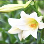 What Do Lilies Represent