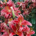 When Are Lilies In Season