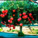 Where Do Pomegranates Grow