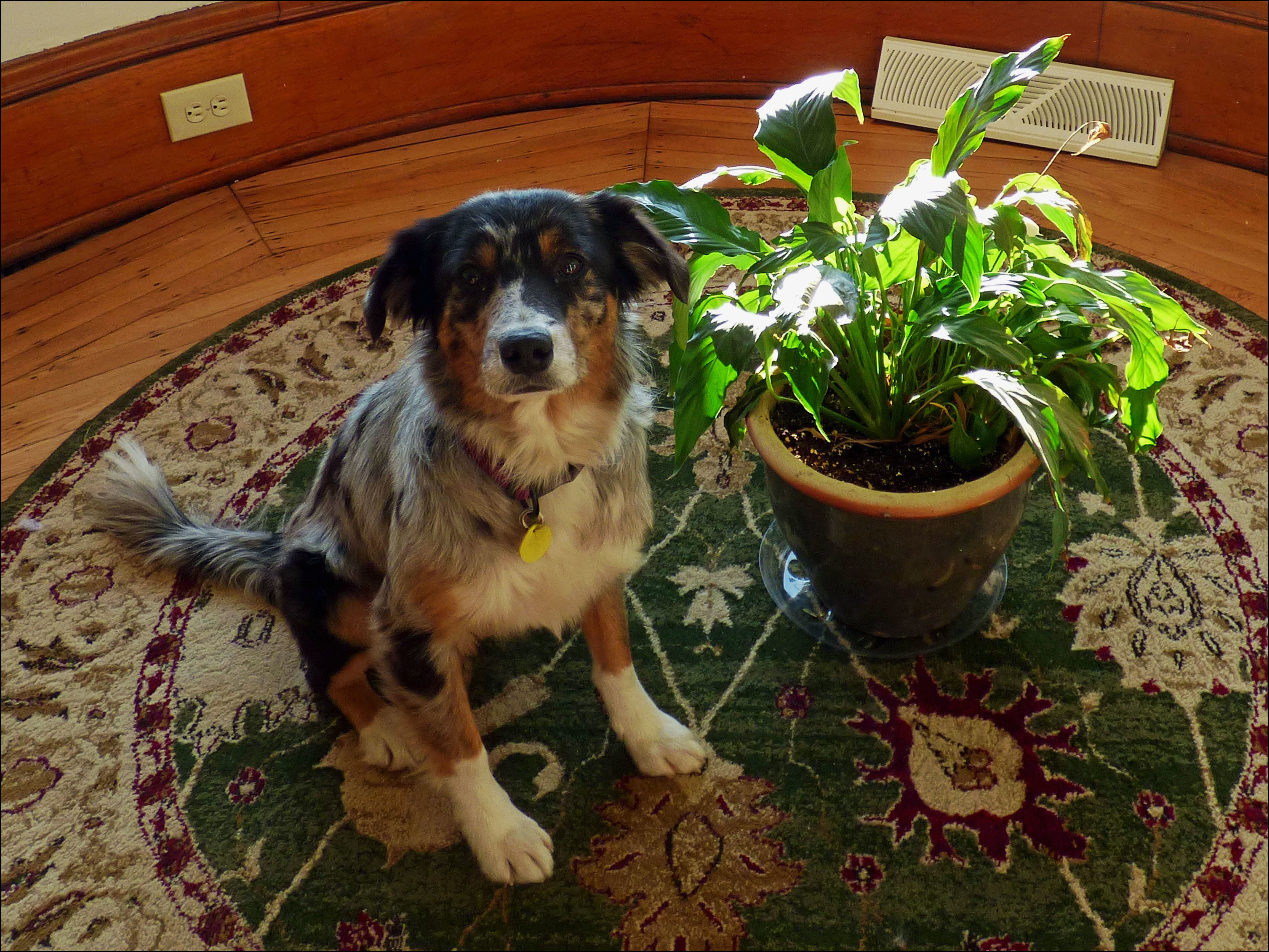 Are Peace Lilies Poisonous To Dogs