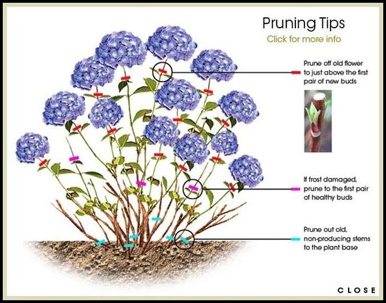 How To Prune Hydrangea