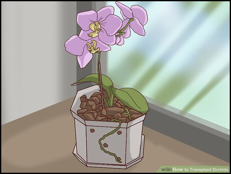 How To Transplant Orchids