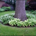 Landscaping Ideas Around Trees Pictures