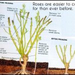 When To Prune Roses