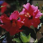 Are Hibiscus Poisonous To Dogs