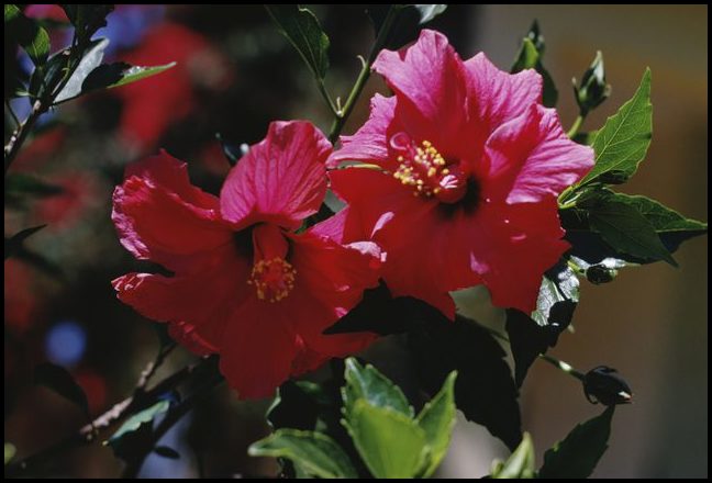 Are Hibiscus Poisonous To Dogs