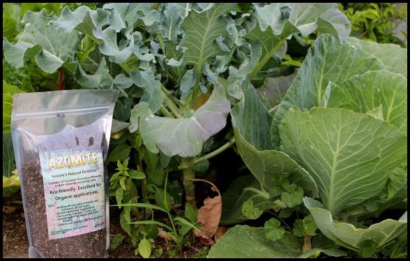 Best Organic Fertilizer For Vegetables