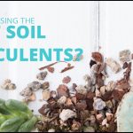 Best Soil For Succulents