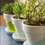 Best Succulents For Indoors