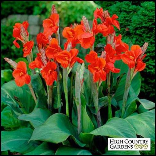 Canna Lilies For Sale