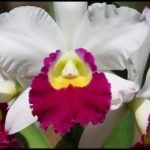 Cattleya Orchid For Sale