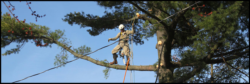 Cut Above Tree Service