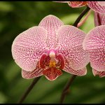 Different Kinds Of Orchids