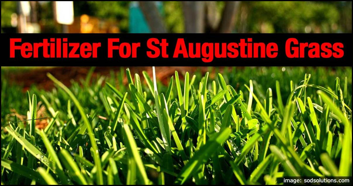 Fertilizer For St Augustine Grass