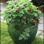 Growing Raspberries In Containers