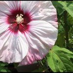 Hardy Hibiscus For Sale