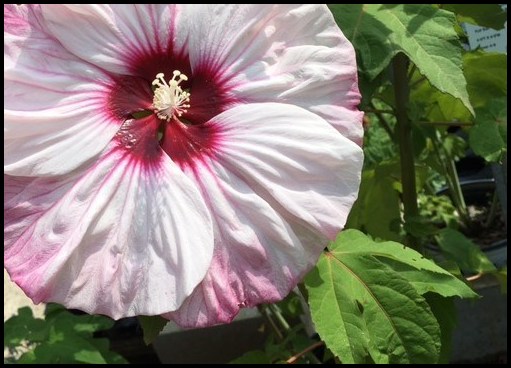 Hardy Hibiscus For Sale
