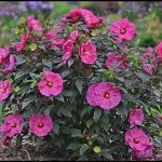 Hardy Hibiscus Plants For Sale
