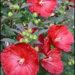 Hibiscus Plant For Sale
