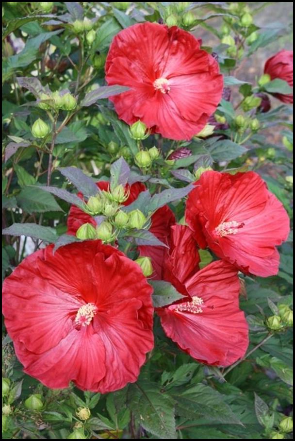 Hibiscus Plant For Sale