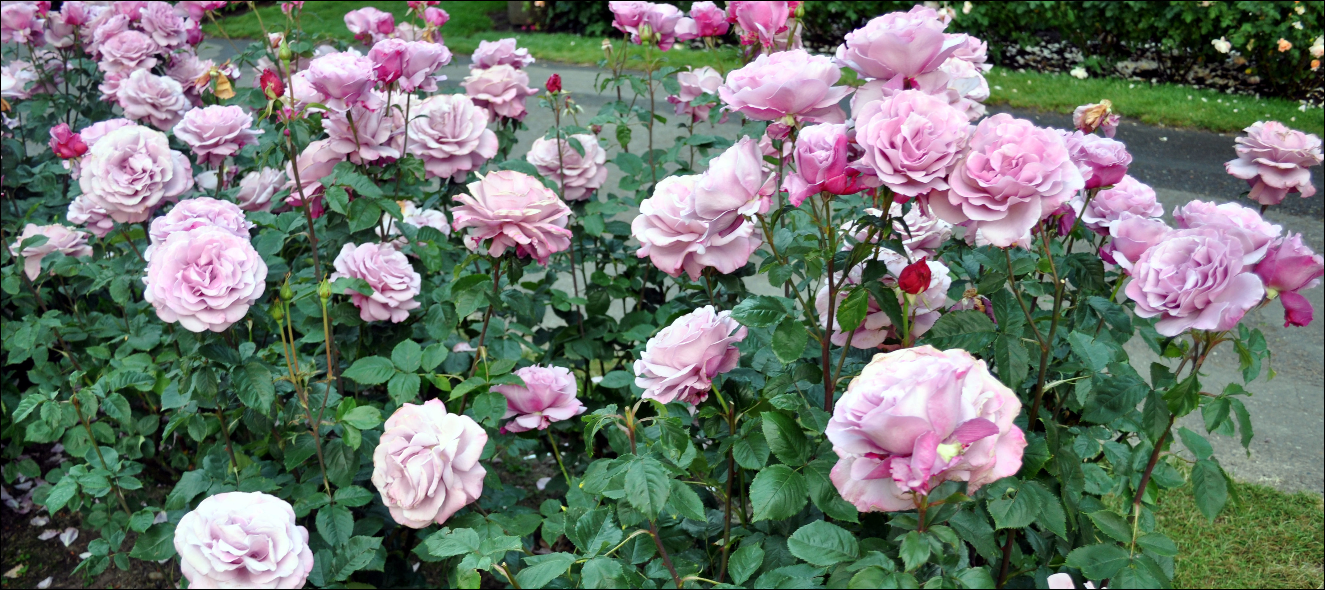How To Fertilize Roses