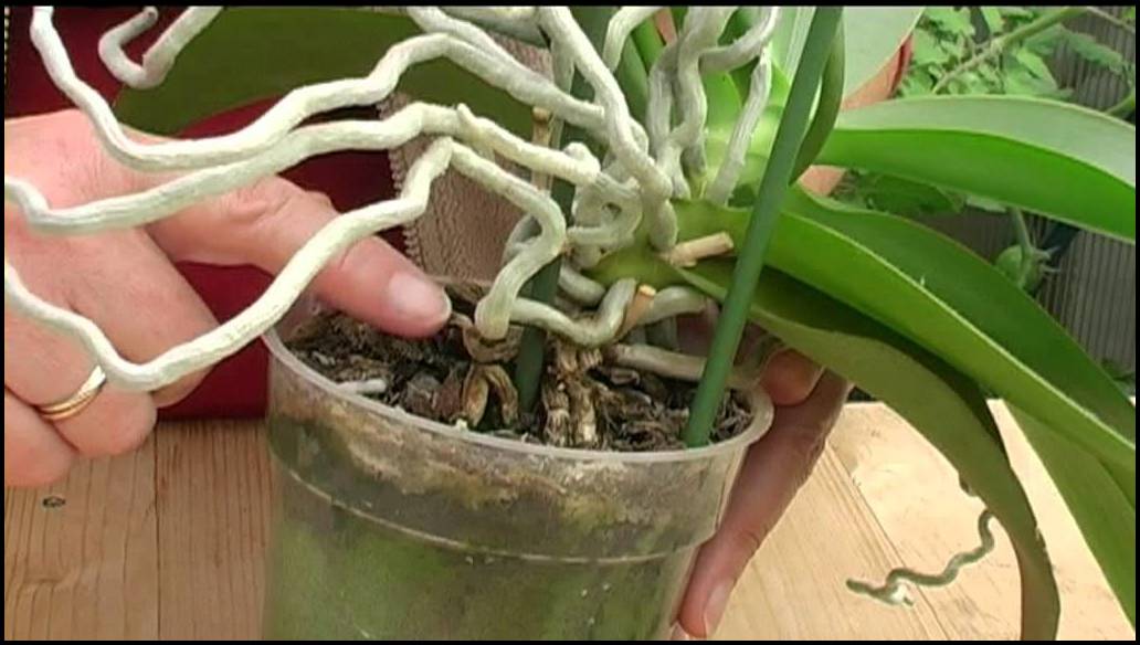 How To Grow An Orchid