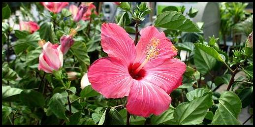How To Grow Hibiscus