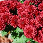 How To Grow Mums From Seed