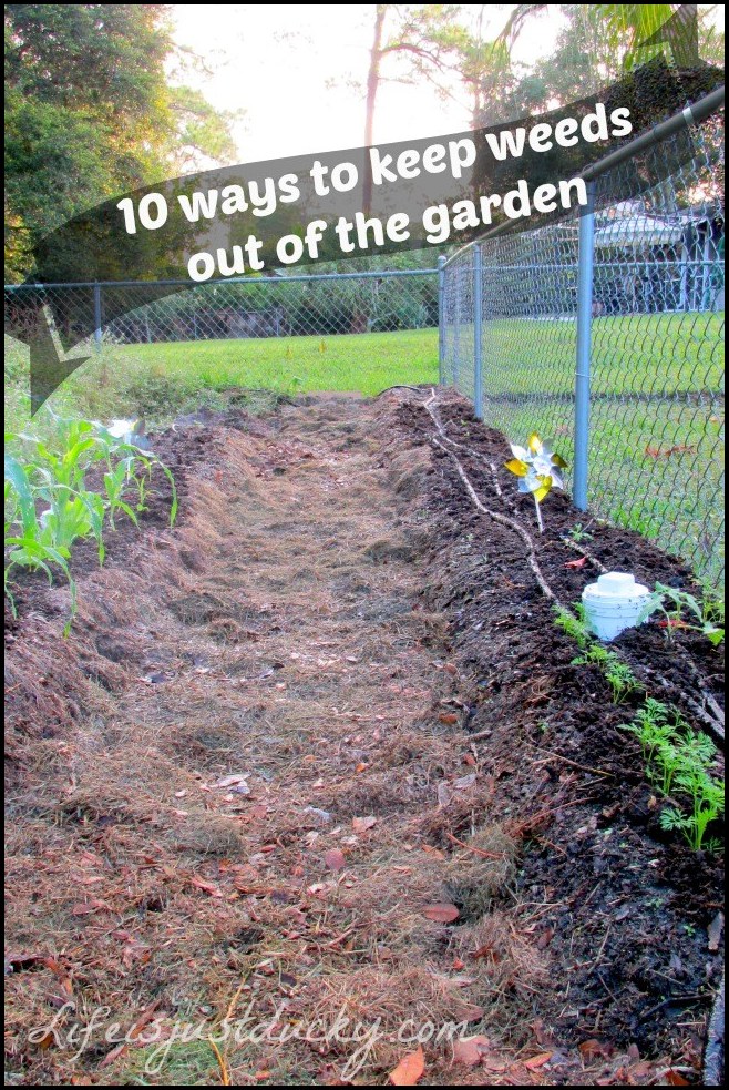 How To Keep Weeds Out Of Mulch