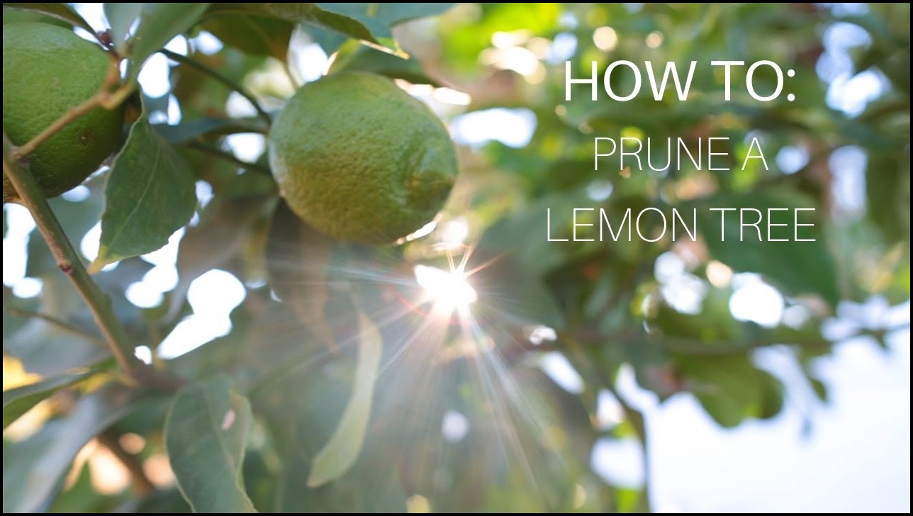 How To Prune A Lemon Tree