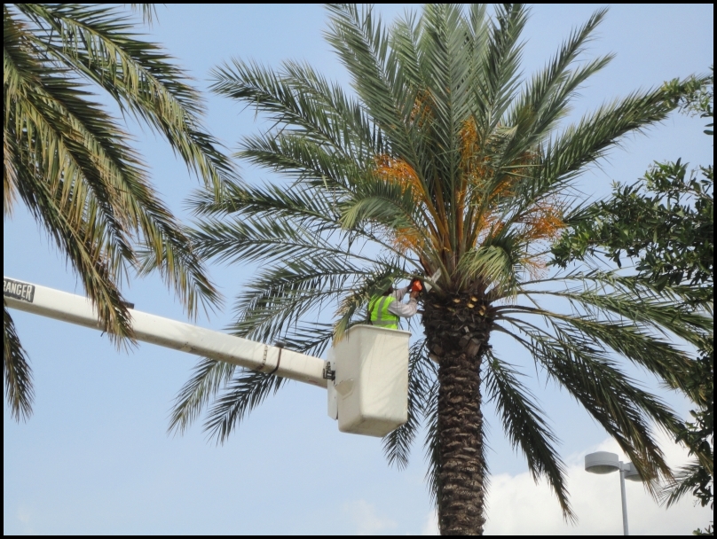 How To Prune A Palm Tree