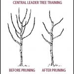 How To Prune A Pear Tree