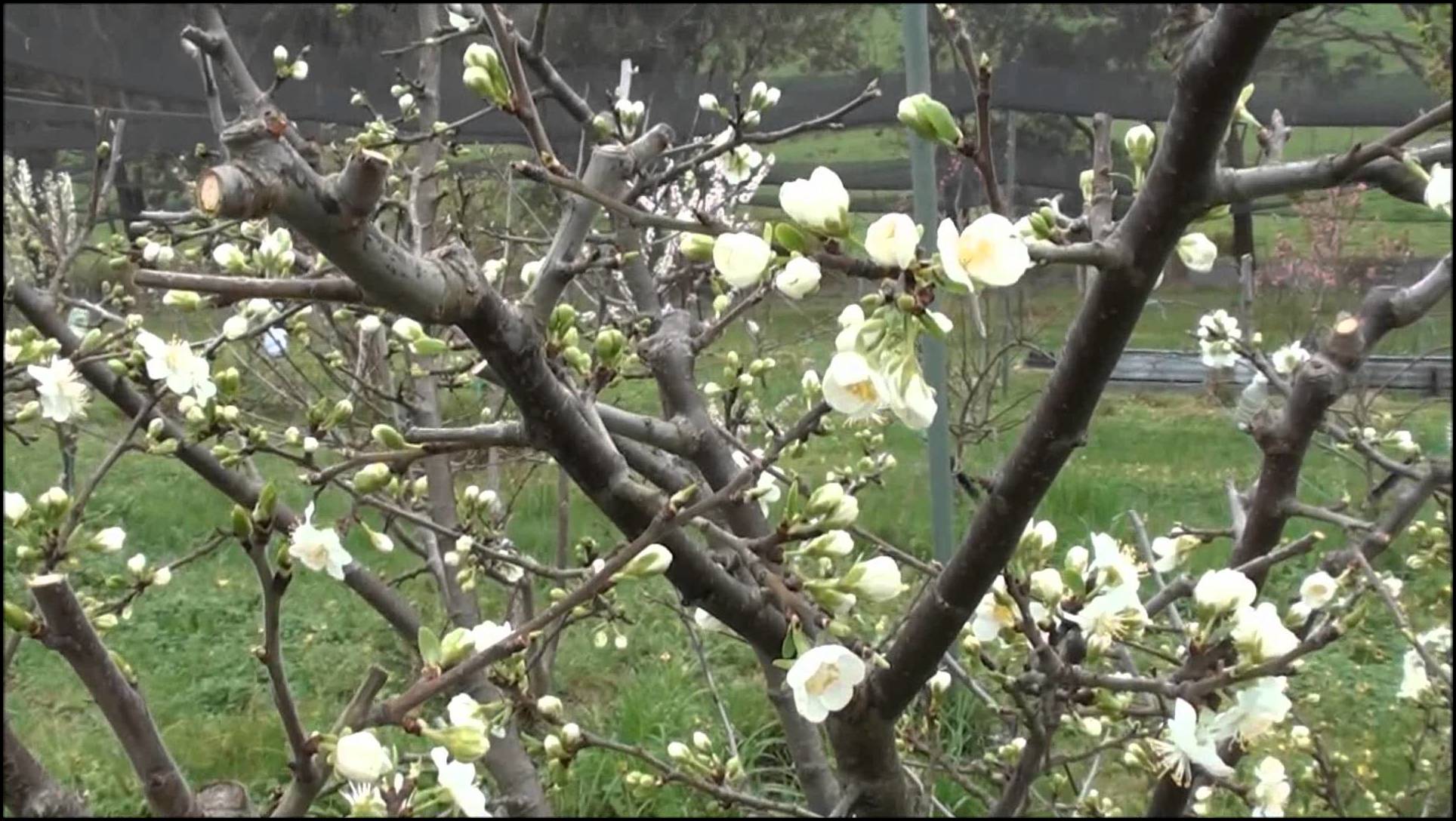 How To Prune A Plum Tree
