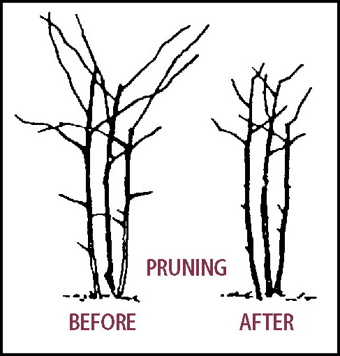 How To Prune Blackberry Bushes