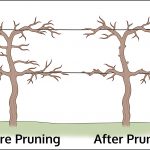 How To Prune Grapes