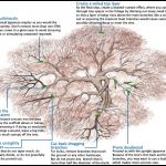 How To Prune Japanese Maple