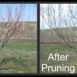 How To Prune Peach Trees