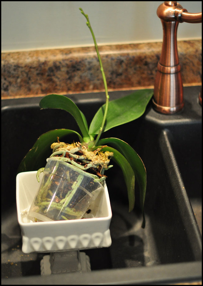 How To Replant Orchids