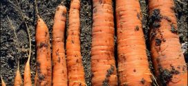 How To Store Carrots From The Garden