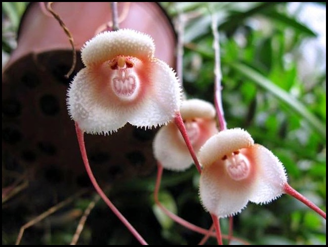 Monkey Face Orchid For Sale