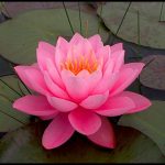 Pictures Of Water Lilies