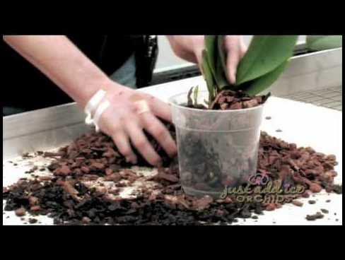 Potting Soil For Orchids