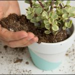 Potting Soil For Succulents