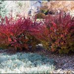 Red Bushes For Landscaping